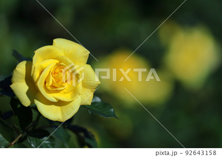花の女王 92643158