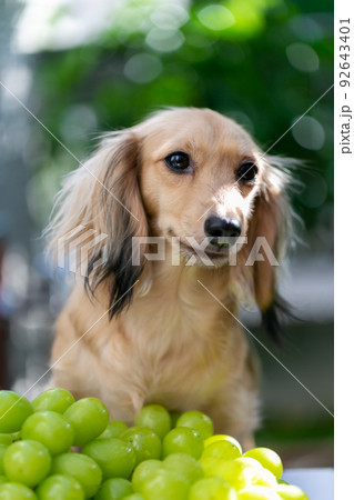 カニンヘンダックス シャインマスカット 葡萄 カニンヘンダックス シャインマスカット 葡萄 92643401