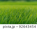 稲　田園の緑 92643454