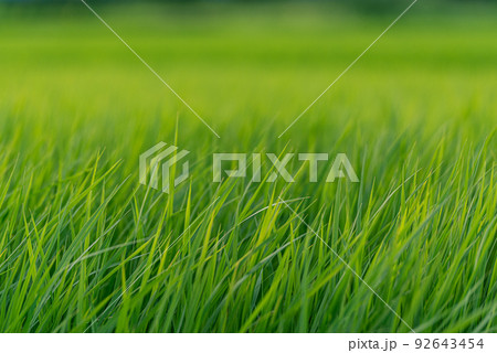 稲　田園の緑 92643454
