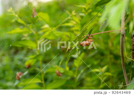 セミの抜け殻 大量 セミの抜け殻 大量 92643469