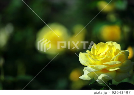 花の女王 92643497