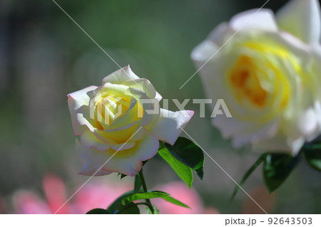花の女王 花の女王 92643503