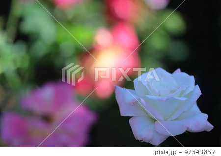 花の女王 花の女王 92643857