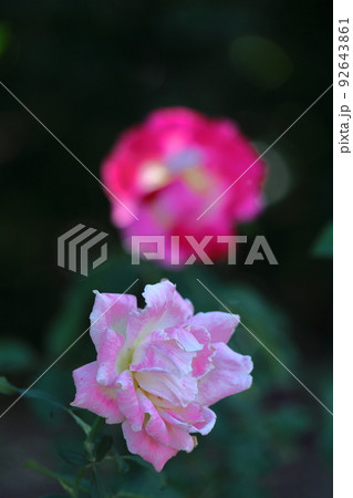 花の女王 92643861