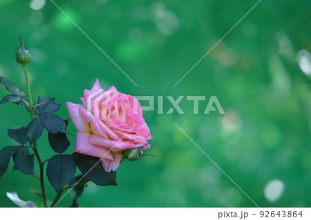 花の女王 92643864