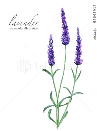 花と葉っぱを含むラベンダーの水彩画イラスト挿し絵 花と葉っぱを含むラベンダーの水彩画イラスト挿し絵 92643912