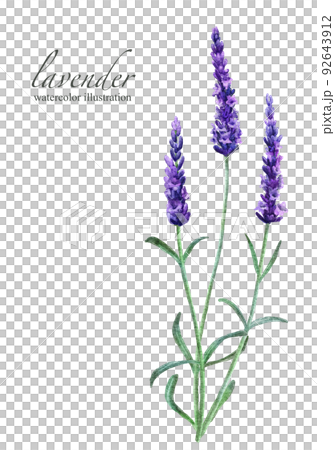 Lavender watercolor illustration illustration with flowers and leaves 92643912