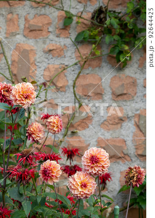 おしゃれな壁の前に咲いているピンクのダリアの花 おしゃれな壁の前に咲いているピンクのダリアの花 92644425
