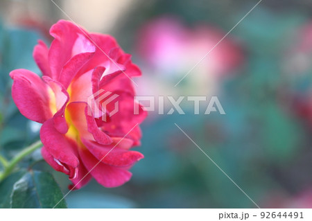 花の女王 花の女王 92644491