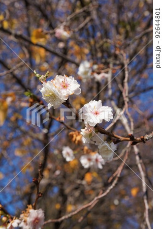 八重桜　桜　サクラ　sakura　春　spring 92644801