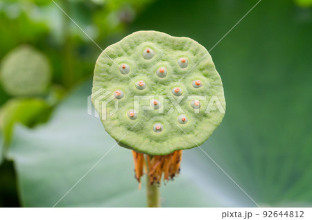 大賀ハスの果托 92644812