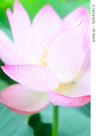 大賀ハス 大賀ハス 92644813