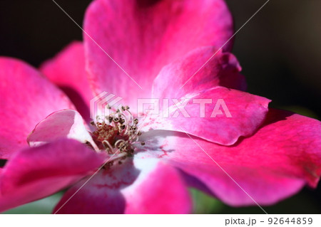 花の女王 花の女王 92644859