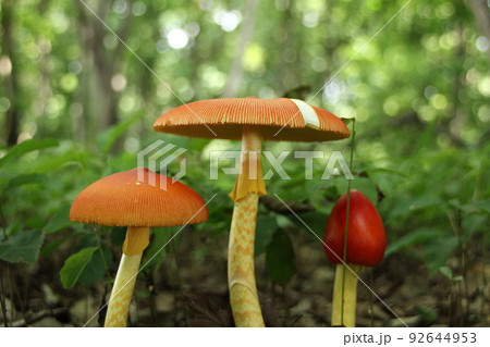 タマゴタケ タマゴタケ 92644953