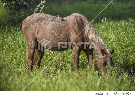 Horse and white herons, Pantanal , Brasil 92645037