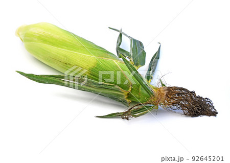 とうもろこし（恵味） 92645201