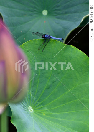 オオシオカラトンボとハス オオシオカラトンボとハス 92645280