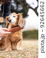 ブラッシングを気持ちよく受けるミニチュアダックス犬 92645662