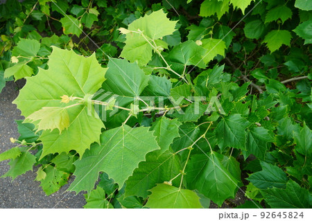 モミジバスズカケノキ 92645824
