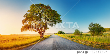 Alone old tree on the countryside near rural road 92645897