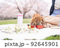 愛犬とお花見その3 92645901