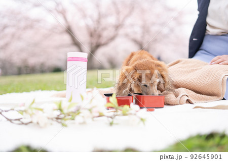 愛犬とお花見その3 92645901