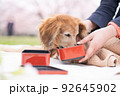 愛犬とお花見その4 92645902
