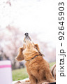 愛犬とお花見5 92645903