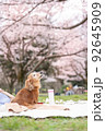 愛犬とお花見その7 92645909