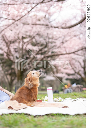 愛犬とお花見その7 92645909