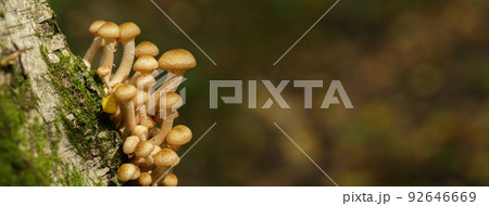 Edible mushrooms on a tree in a forest. Edible mushrooms on a tree in a forest. 92646669