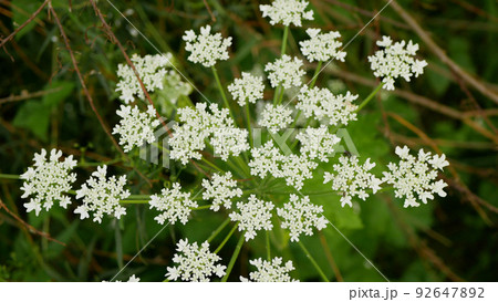 Bloom giant hogweed Heracleum mantegazzianum flower blossom cartwheel-flower, western honey bee flying insects blooming saw achenes invasive Caucasus Eurasia cow parsley hogsbane expansive 92647892