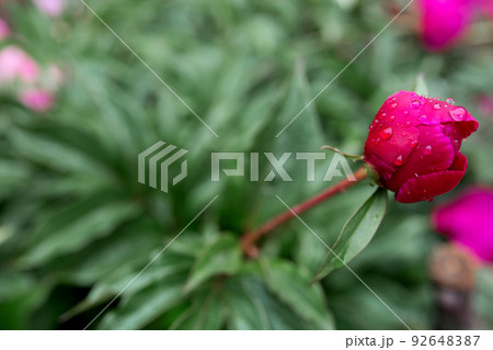 Drops of water on a crimson rose bud. Blurred background. Macro. Garden, garden floriculture Drops of water on a crimson rose bud. Blurred background. Macro. Garden, garden floriculture 92648387