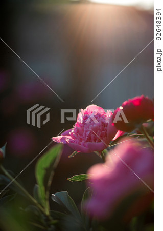Pink peony flower. Blurred background. Macro. Garden, garden floriculture 92648394