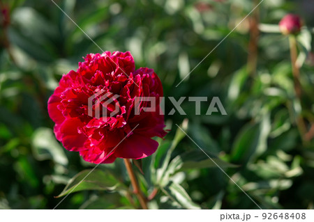 Red peony flower. Highly blurred background. Macro. Garden, garden floriculture Red peony flower. Highly blurred background. Macro. Garden, garden floriculture 92648408