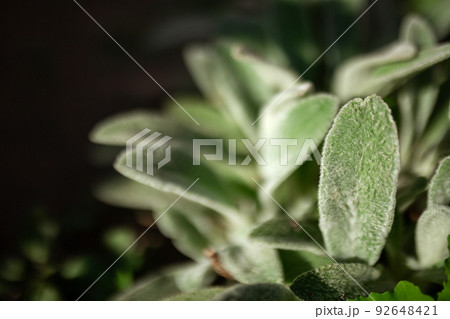 Flower plant with hairy woolly fleshy green leaves. crop production Flower plant with hairy woolly fleshy green leaves. crop production 92648421