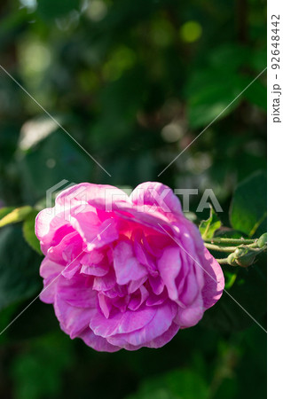 Pink peony flower. Blurred background. Macro. Garden, garden floriculture 92648442