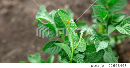 Colorado potato beetle eggs under potato leaves. Vegetable garden, agriculture, rural, business Colorado potato beetle eggs under potato leaves. Vegetable garden, agriculture, rural, business 92648443
