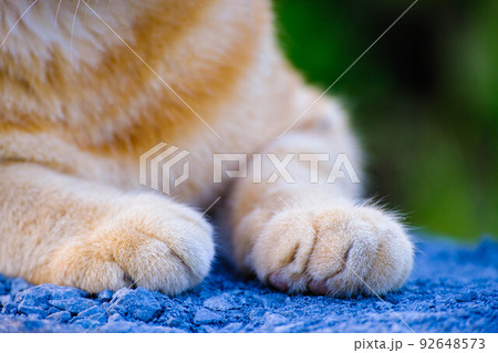 猫の前足は本体の90%を占めている【猫のかわいい部分】 猫の前足は本体の90%を占めている【猫のかわいい部分】 92648573