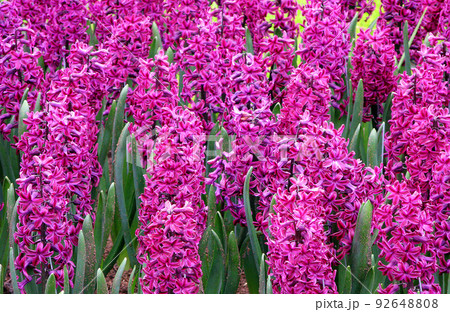 Amazing lovely purple lilac hyacinths field. Lovely floral background of spring hyacinths in lilac purple color Amazing lovely purple lilac hyacinths field. Lovely floral background of spring hyacinths in lilac purple color 92648808