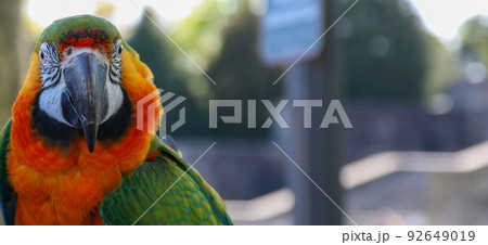 Face of a colorful macow parrot 92649019