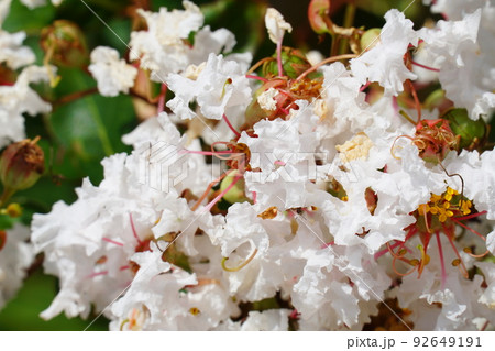 白いサルスベリの花と実 92649191