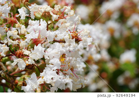 白いサルスベリの花と実 92649194