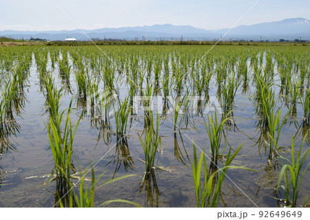 田植え2週間後の水田 92649649