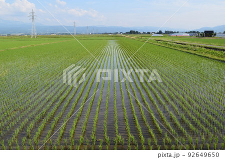 田植え2週間後の水田 92649650