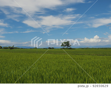 滋賀県 滋賀県 92650629