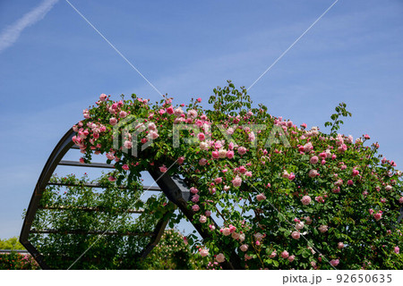 2022年春バラ 92650635