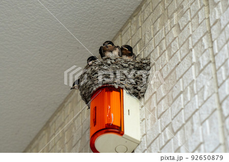 ツバメの巣 ツバメの巣 92650879