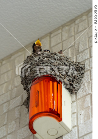 ツバメの巣 92650895